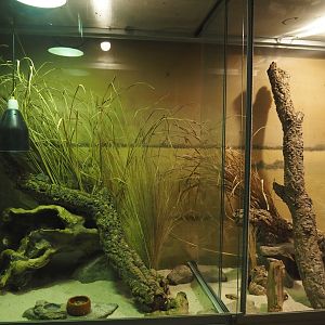 Dschungel Abenteuer - Round-eared elephant shrew exhibit, 2024-08-05