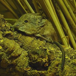 Round-eared elephant shrew (Macroscelides proboscideus), 2024-08-05