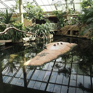 Dschungel Abenteuer - Large hippopotamus indoor exhibit in area with free-ranging birds, 2024-08-05