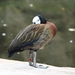 White-faced whistling duck (Dendrocygna viduata), 2024-08-05