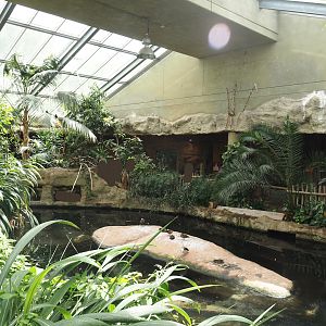 Dschungel Abenteuer - Large hippopotamus indoor exhibit in area with free-ranging birds, 2024-08-05