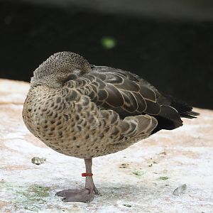 Bernier's teal (Anas bernieri), 2024-08-05