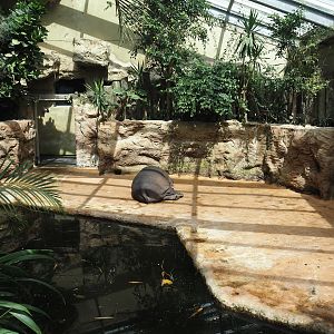 Dschungel Abenteuer - Second smaller hippopotamus indoor exhibit in area with free-ranging birds, 2024-08-05