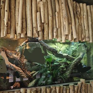 Dschungel Abenteuer - Ball python terrarium, 2024-08-05