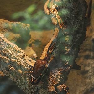 Ball python (Python regius), 2024-08-05
