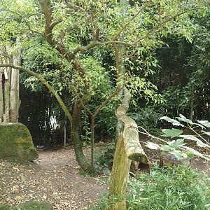 Dschungel Abenteuer - Serval exhibit, 2024-08-05