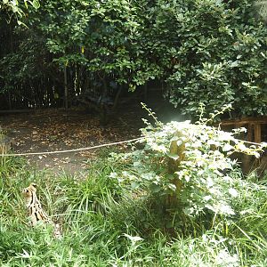 Dschungel Abenteuer - Serval exhibit, 2024-08-05