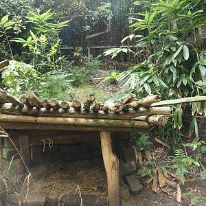 Dschungel Abenteuer - Serval exhibit, 2024-08-05