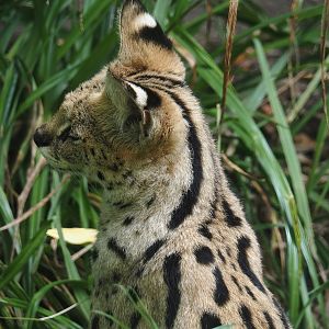 Serval (Leptailurus serval), 2024-08-05