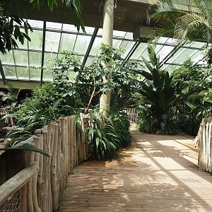 Dschungel Abenteuer - Walkway and Large hippopotamus indoor exhibit in area with free-ranging birds, 2024-08-05