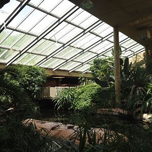 Dschungel Abenteuer - Large hippopotamus indoor exhibit in area with free-ranging birds, 2024-08-05