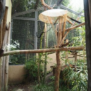 Dschungel Abenteuer - Crowned lemur and Ring-tailed lemur outdoor exhibit, 2024-08-05