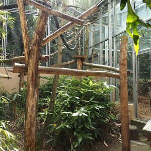 Dschungel Abenteuer - Crowned lemur and Ring-tailed lemur outdoor exhibit, 2024-08-05