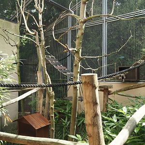 Dschungel Abenteuer - Crowned lemur and Ring-tailed lemur outdoor exhibit, 2024-08-05
