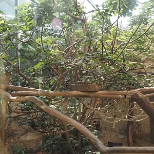 Dschungel Abenteuer - Crowned lemur and Ring-tailed lemur indoor exhibit, 2024-08-05