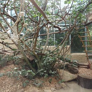 Dschungel Abenteuer - Crowned lemur and Ring-tailed lemur indoor exhibit, 2024-08-05