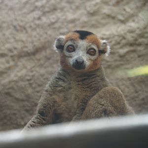 Crowned lemur (Eulemur coronatus), 2024-08-05