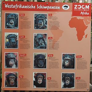 Dschungel Abenteuer - Chimpanzee group identification and information signage, 2024-08-05