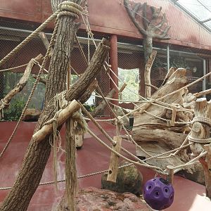 Dschungel Abenteuer - One of three chimpanzee indoor exhibits, 2024-08-05