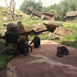 Dschungel Abenteuer - View onto chimpanzee island, 2024-08-05