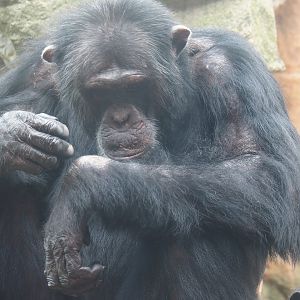 Chimpanzee (Pan troglodytes), 2024-08-05