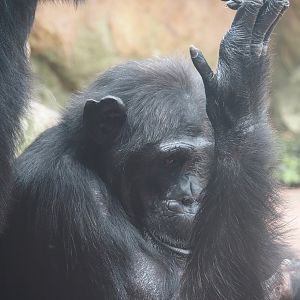 Chimpanzee (Pan troglodytes), 2024-08-05