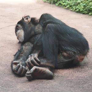 Young Chimpanzee (Pan troglodytes), 2024-08-05