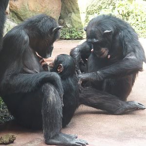 Chimpanzees (Pan troglodytes), 2024-08-05