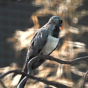 Namaque dove (Oena capensis), 2024-08-05