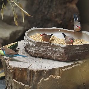 Red-cheeked cordon-bleu (Uraeginthus bengalus) and Black-rumped waxbills (Estrilda troglodytes), 2024-08-05