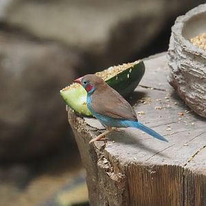 Red-cheeked cordon-bleu (Uraeginthus bengalus), 2024-08-05