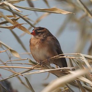 Pin-tailed whydah (Vidua macroura), 2024-08-05