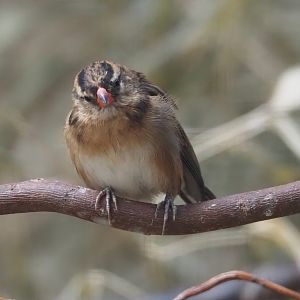Pin-tailed whydah (Vidua macroura), 2024-08-05