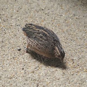 Harlequin quail (Coturnix delegorguei), 2024-08-05
