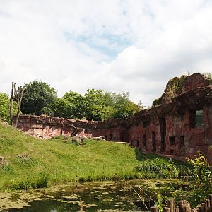 Chimpanzee island, 2024-08-05