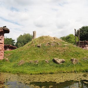 Chimpanzee island, 2024-08-05