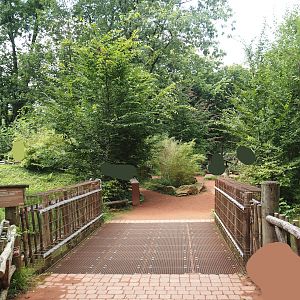 Red ruffed lemur walk-through island, 2024-08-05