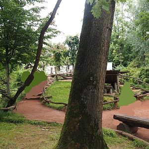 Red ruffed lemur walk-through island, 2024-08-05