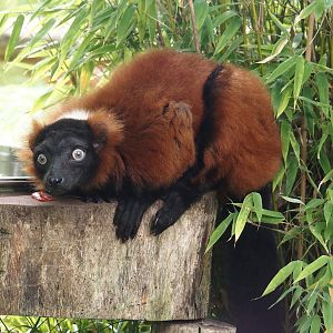 Red ruffed lemur (Varecia rubra), 2024-08-05