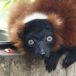 Red ruffed lemur (Varecia rubra), 2024-08-05