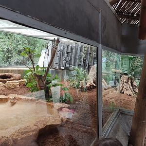 Black&White Tegu 04/23