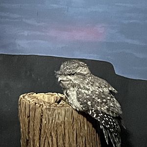 Tawny Frogmouth