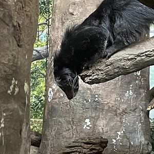 Binturong (Bearcat)