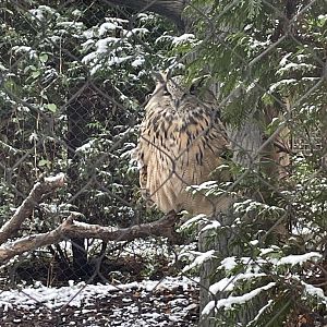 Eurasian Eagle Owl