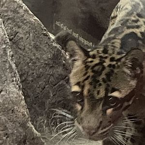 Clouded Leopard
