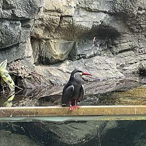 Inca Tern