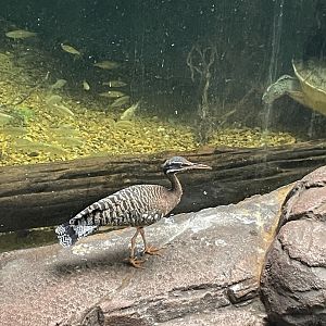 Sunbittern