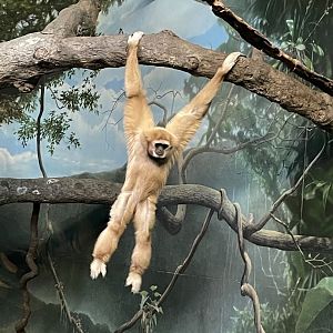 Hosen the White Handed Gibbon