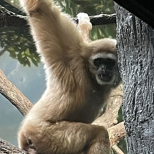 Hosen the White Handed Gibbon