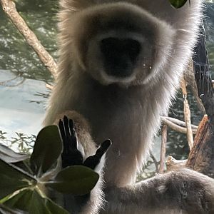 Hosen the White Handed Gibbon